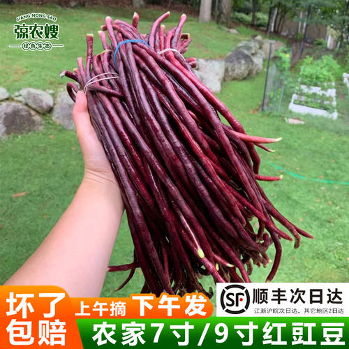 紫豇豆农家自种现摘现发