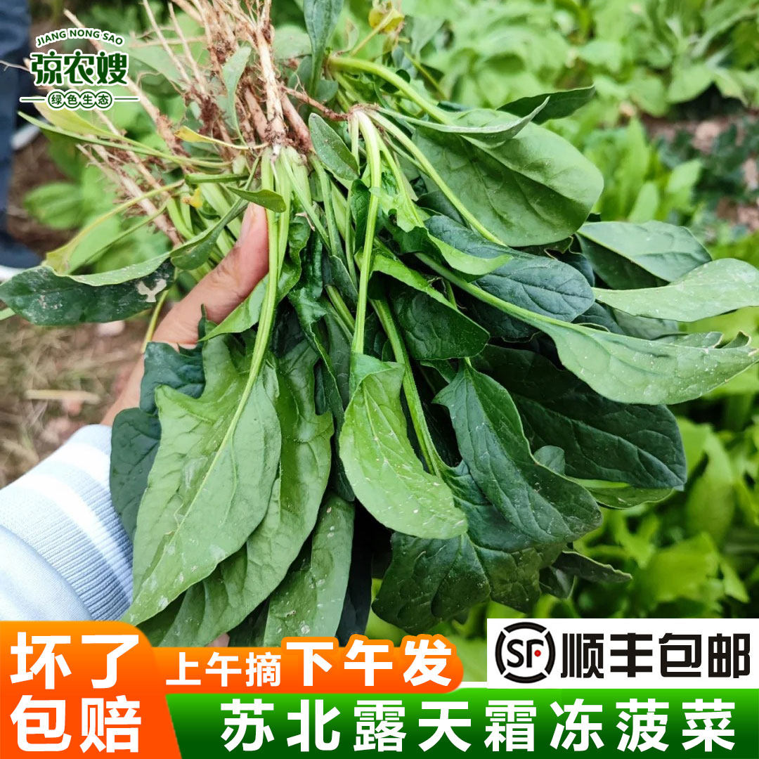 苏北农家菠菜红根露天叶菜顺