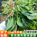 苏北农家菠菜新鲜霜冻菠菜红根露天蔬菜叶菜类烫火锅现挖趴地菠菜