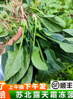 苏北农家菠菜新鲜霜冻菠菜红根露天蔬菜叶菜类烫火锅现挖趴地菠菜