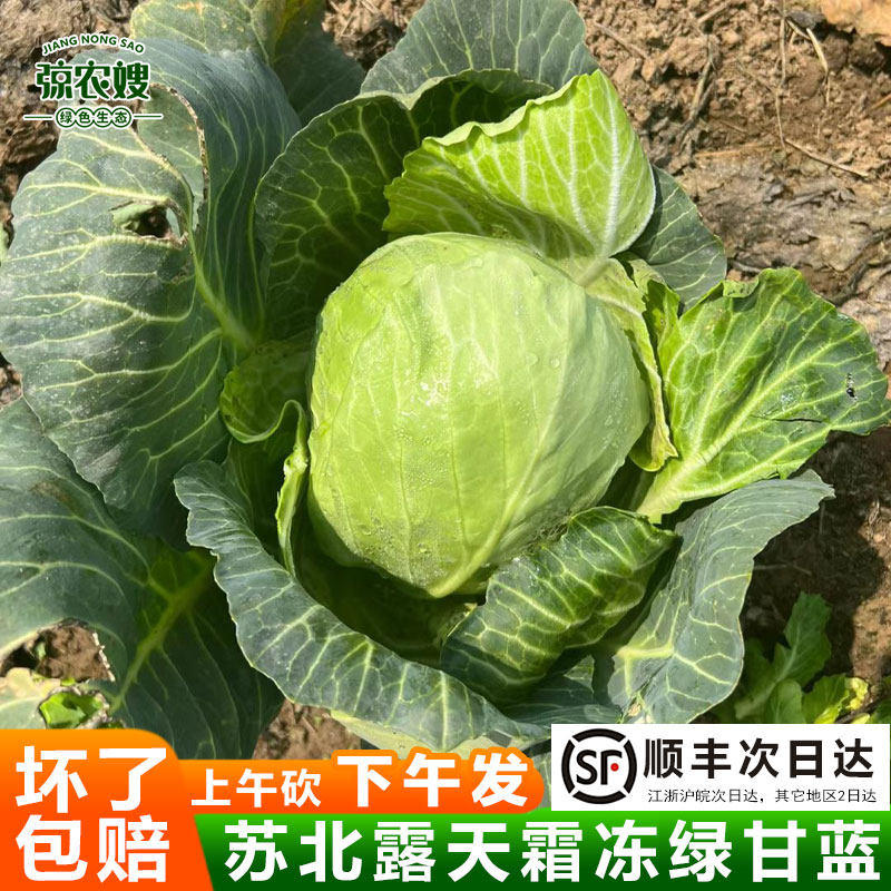 正宗农家蔬菜新鲜现砍甘蓝卷心菜包心菜洋白菜圆白菜包菜甘蓝菜,水产肉类/新鲜蔬果/熟食,叶菜类,淘宝优惠券,粉丝福利购,淘宝优惠卷