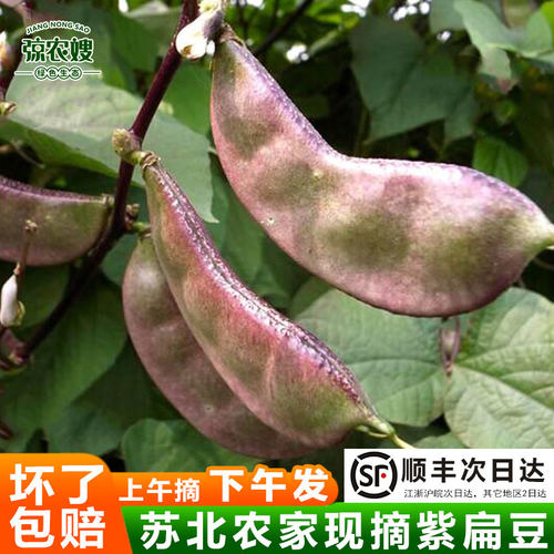 农家自种扁豆现摘现发顺丰包邮