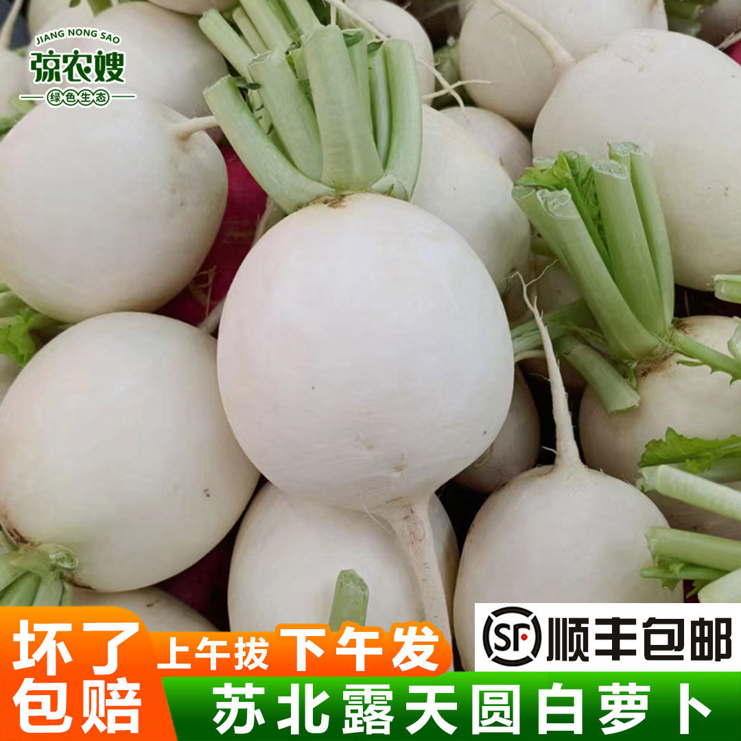 苏北农家新鲜白萝卜露天种植现拔泥萝卜圆白小萝卜腌菜泡菜萝卜干