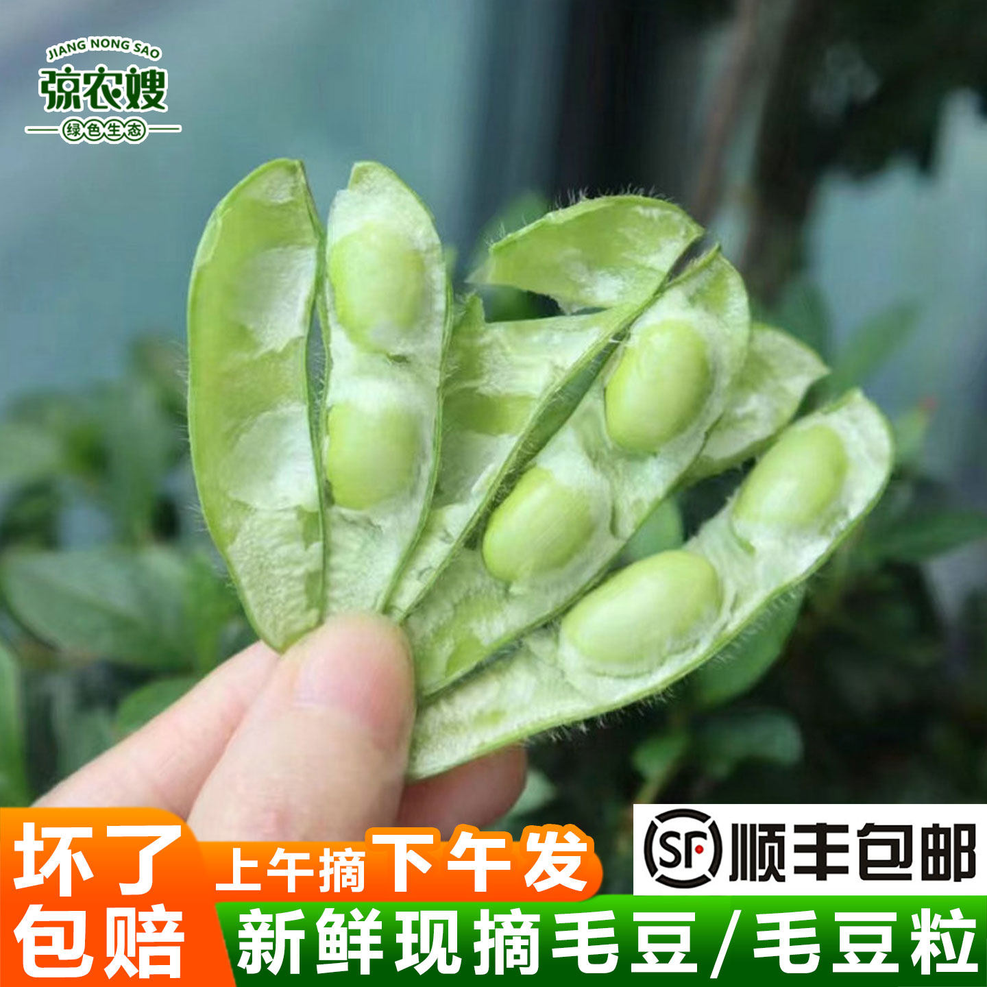 苏北农家新鲜毛豆带壳现摘现发毛豆角青毛豆嫩毛豆米毛豆仁毛豆粒