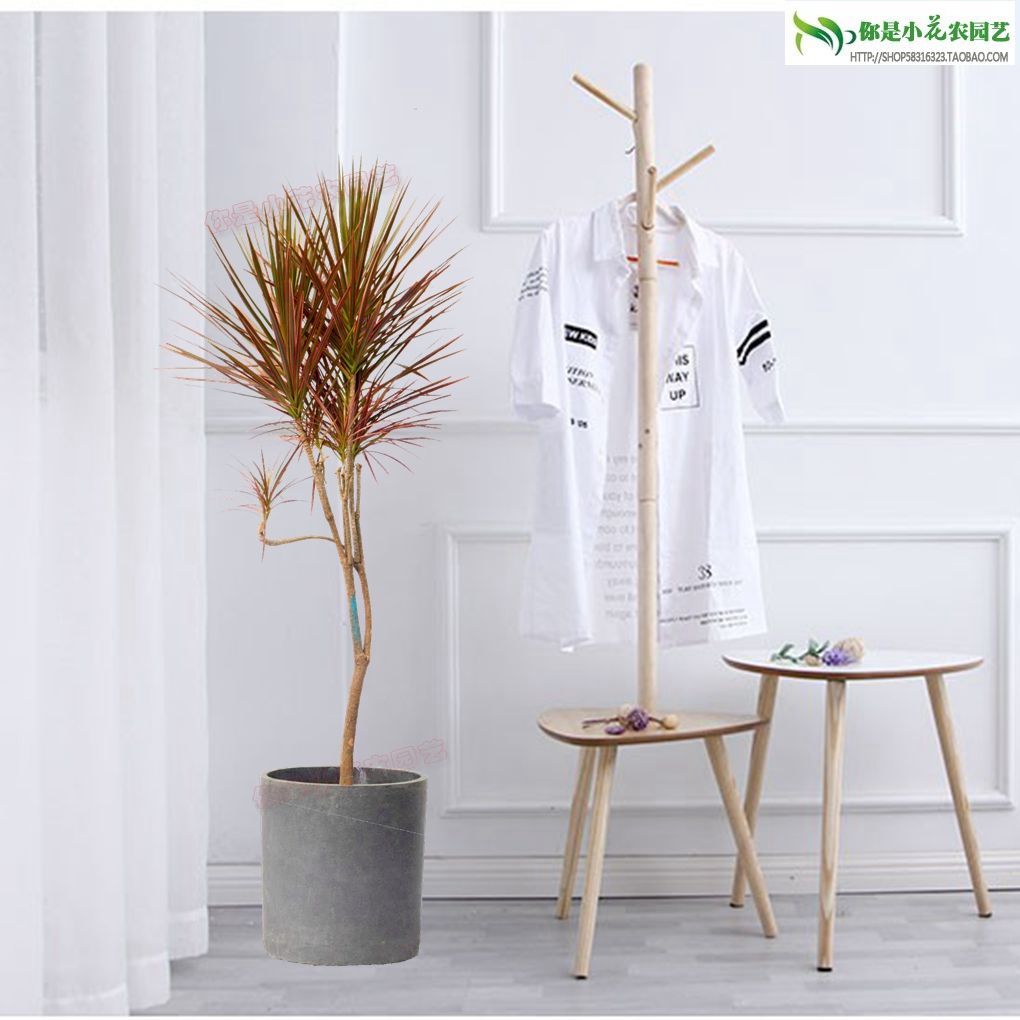 七彩铁五彩千年木盆栽马尾铁三色龙血树 红竹观叶植物 客厅盆栽