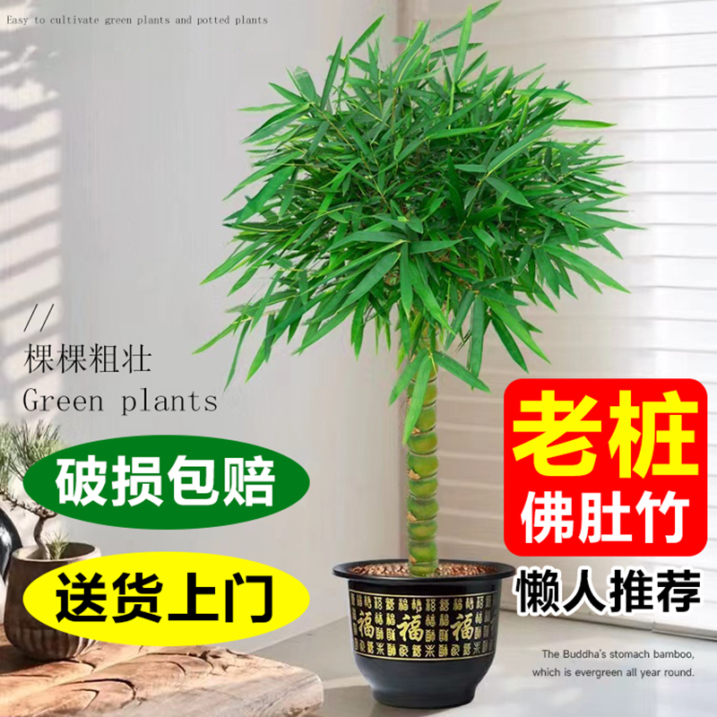 佛肚竹老桩盆栽客厅真绿植办公室内大型观赏竹子盆景罗汉竹葫芦竹