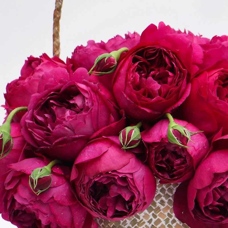 香气扑鼻秋日胭脂玫瑰月季花苗大花浓香多头勤花四季开花盆栽花卉