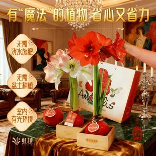 虹越进口朱顶红蜡球重瓣花孔雀送礼新年伴手礼手提礼盒蜡封朱顶红