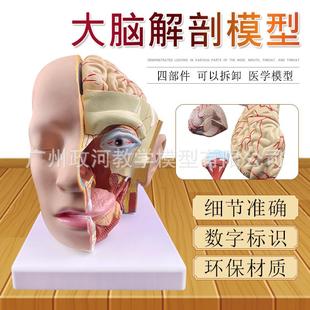 头中部切面模型头脑解剖模型 4部件 头部解剖附脑动脉模型 自然大