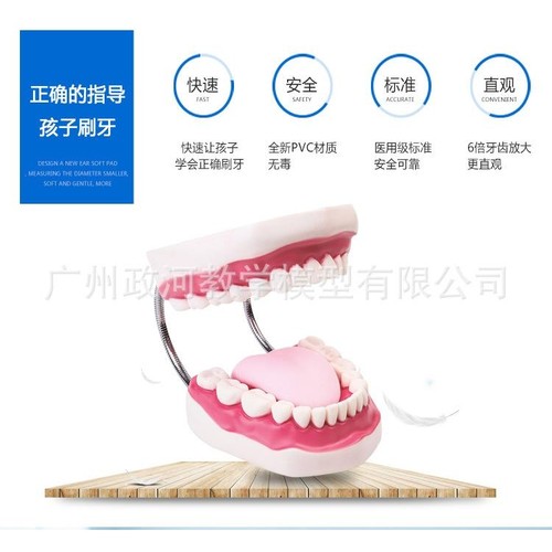 牙科教学模型  幼儿园教刷牙模型6倍放大儿童早教牙齿玩具