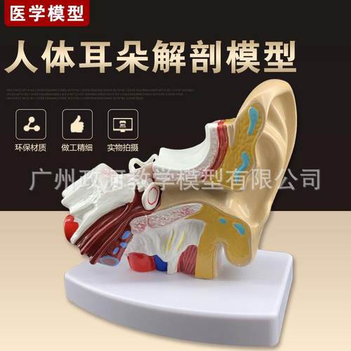 桌上型耳解剖模型 人体耳朵模型1.5倍放大中耳模型人体器官解剖