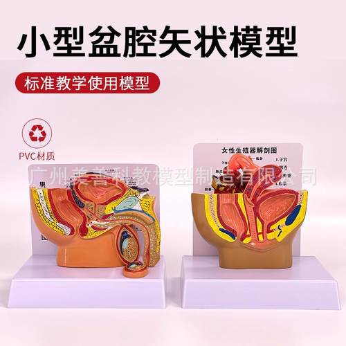 小型男性盆腔矢状切面 男性盆腔睾丸 前列线模型 泌尿系统模型