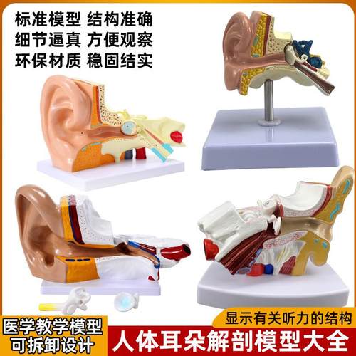 桌上型耳解剖模型 人体耳朵模型1.5倍放大 小型耳模型人体器官解