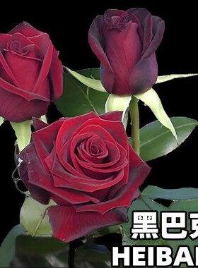 黑巴克切花玫瑰月季花苗盆栽庭院阳台四季好养丝绒暗红色花卉绿植