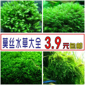 莫斯水草鱼缸造景水草植物活体水草水族垂泪大三角火焰懒人水草