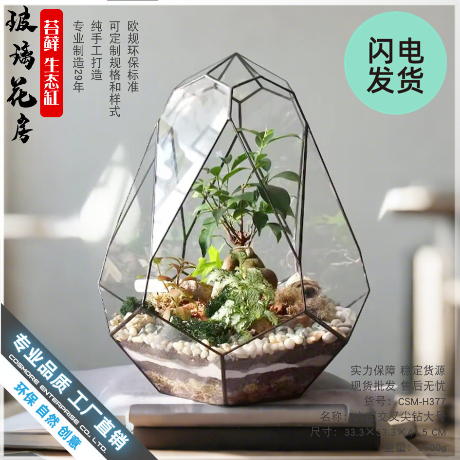 苔藓微景观生态瓶造景植物鲜活几何玻璃罩摆件植物墙雨林鱼缸花房