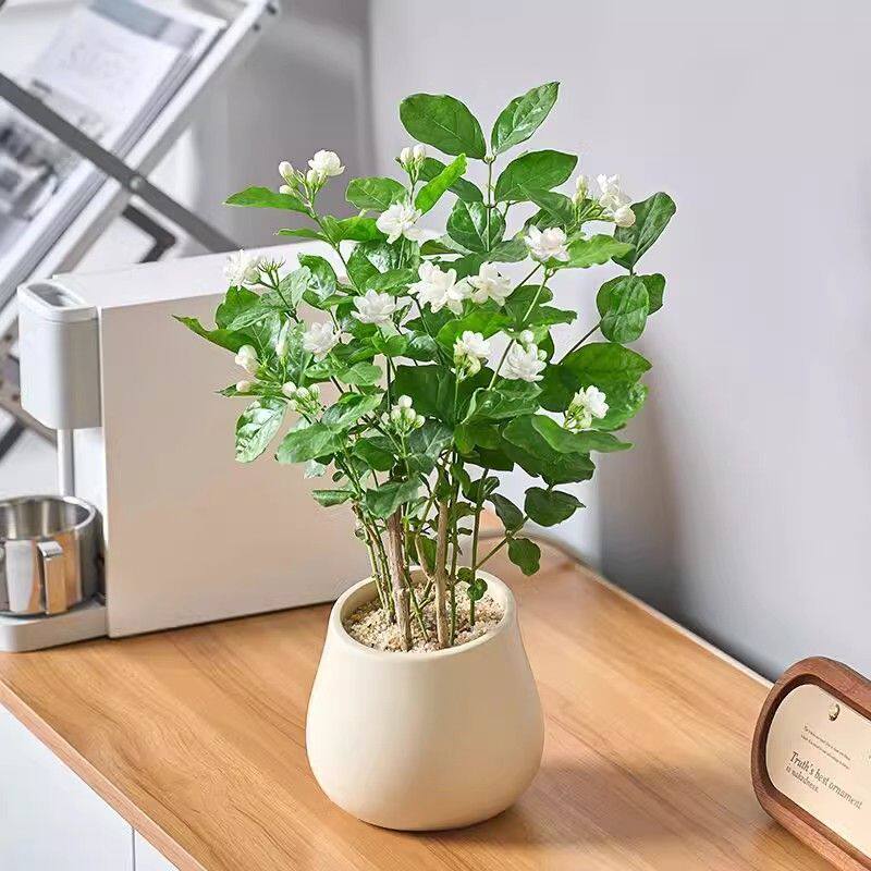 香水茉莉花好养绿植室外