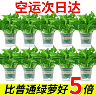 绿萝盆栽室内好养客厅净化空气花卉大叶长藤绿箩除甲醛绿植水培