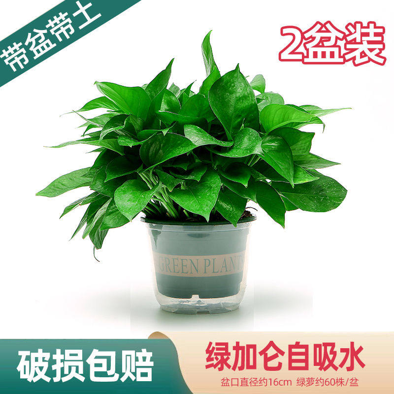 绿萝盆栽室内好养客厅净化空气花大型绿植/成品组合盆
