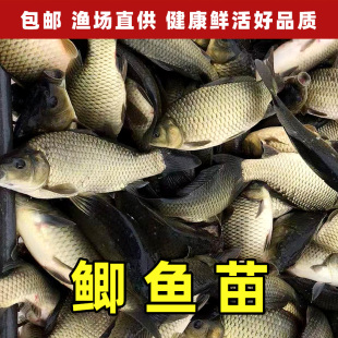 鲫鱼苗淡水养殖中科五号鲫鱼活鱼苗黄金鲫鱼苗大板鲫工程鲫土鲫鱼