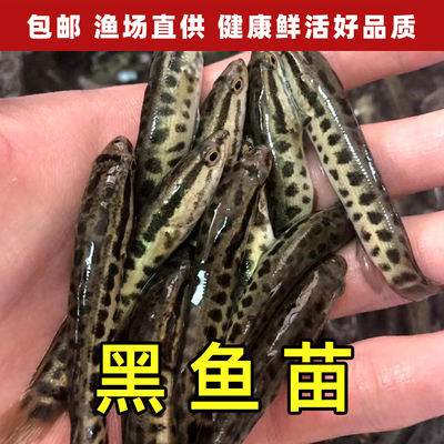 黑鱼苗养殖好养活生长快淡水养殖