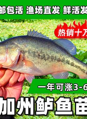 加州鲈鱼苗淡水大口黑鲈苗