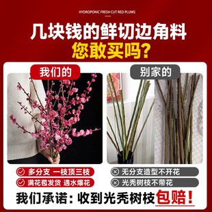 极速红梅水培鲜枝鲜花干枝雪柳花卉植物室内水养桃W花支腊梅花盆