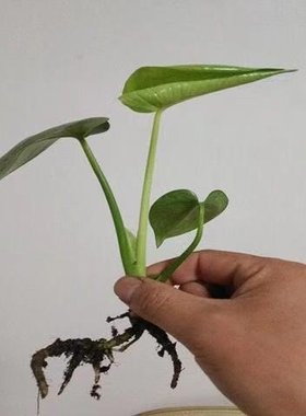 极速Monstera deliciosa plant large leaf formaldehUyde absorp