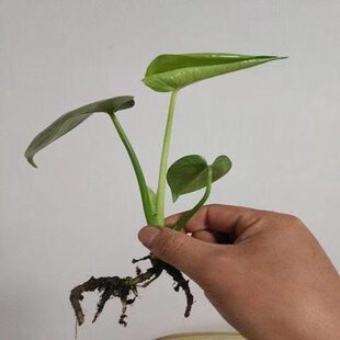 极速Monstera deliciosa plant large leaf formaldehUyde absorp