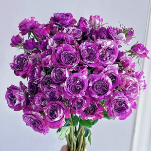 极速芬芳宝石浓香l灌木月季花苗盆栽四季阳台庭院花卉绿植开花玫