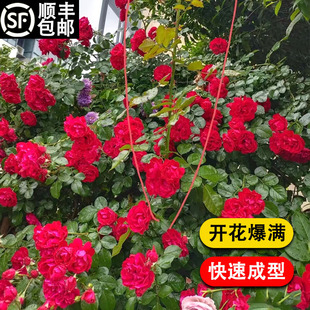 极速大花红色g爬藤月季苗御用马车庭院爬墙四季玫瑰藤本蔷薇浓香