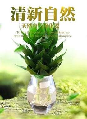 极速鱼缸空气水养植物室内水培花四季卧室家N用水中客厅新房家里
