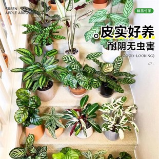 极速竹芋大全盆栽植物青t苹果彩虹叶蝉飞羽猫眼红玫瑰水培绿植室