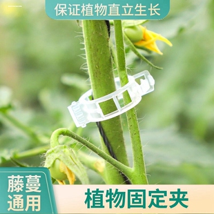 扶蔓固定卡扣绑蔓夹葡萄藤固定器不伤藤蔓绿植大棚秧苗爬藤架夹子
