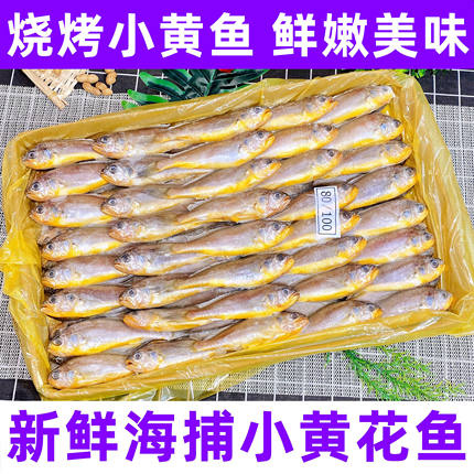 冷冻小黄鱼烧烤小黄鱼东海黄花鱼烧烤黄花鱼小黄鱼商用新鲜鱼