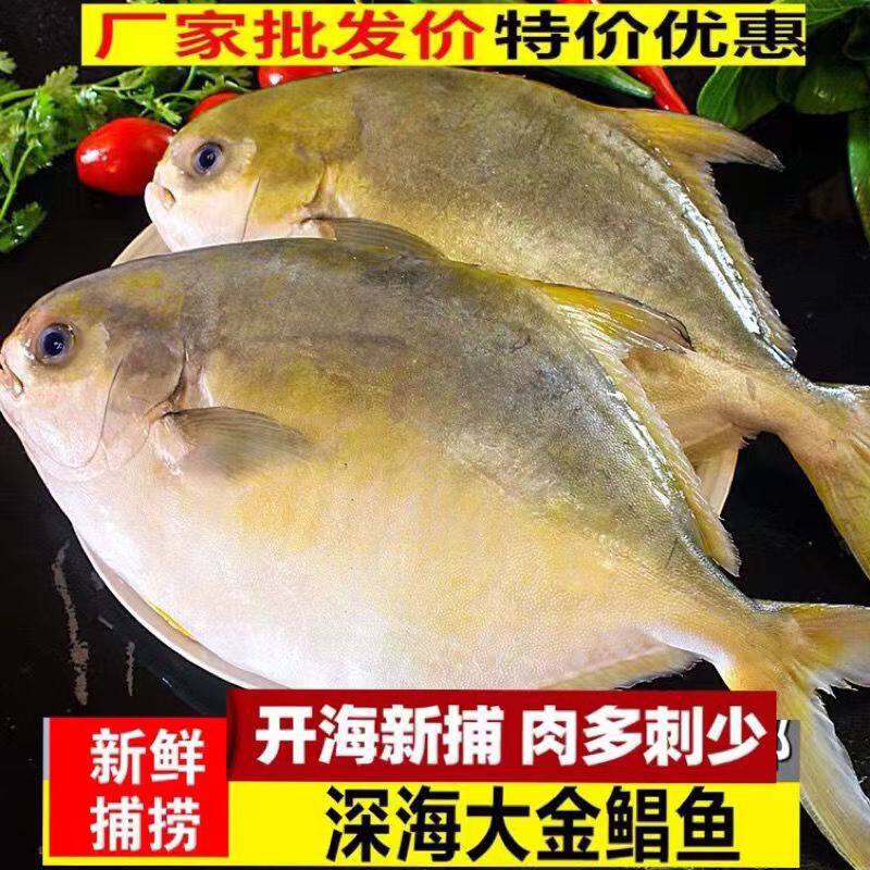 新鲜金鲳鱼鲜活冷冻特大金昌鱼平鱼海昌野生白鲳鱼深海海鲜水产