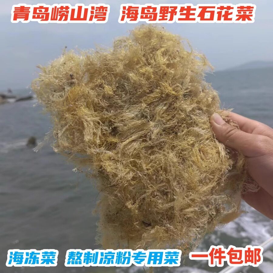 崂山湾海岛野生石花菜熬制凉粉