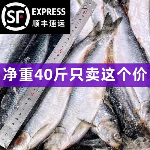 东北沙丁鱼冷冻无冰大青鱼