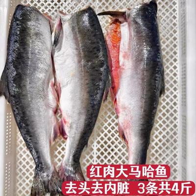 大马哈鱼新鲜冷冻俄罗斯洄游非佳木斯抚远东北特产去头去内脏