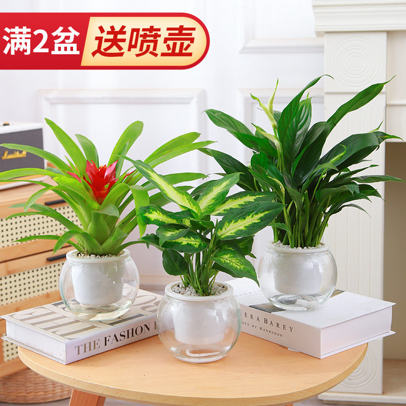水培植物富贵竹文竹金钱树白掌栀子花花卉绿植办公室客厅水培植物