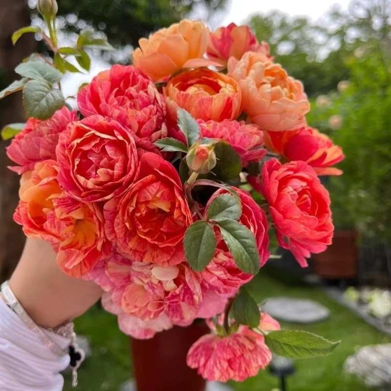 【果汁飞溅】多色条纹 微月多头丰花芽变品种四季开花阳台盆栽