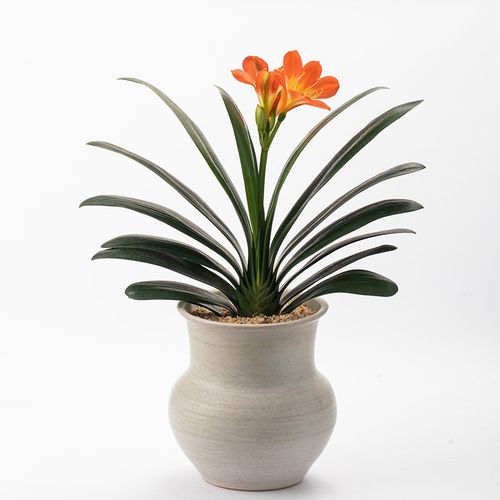 静艺花舍 君子兰盆栽办公室内桌面花卉植物好养易活绿植年宵花