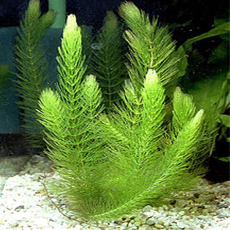 金鱼藻水草孔雀鱼热带鱼斗鱼草缸鱼缸造景装饰不怕冷水草淡水植物