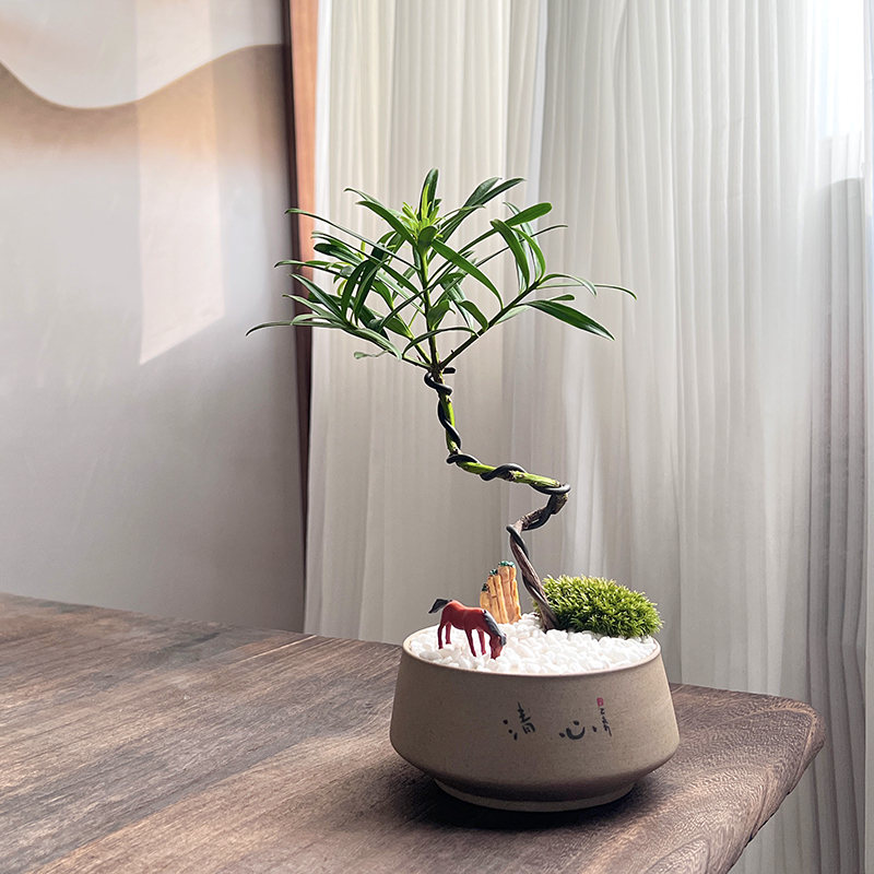 植域 造型罗汉松盆景新中式风网红茶室茶几植物装饰摆件好养盆栽
