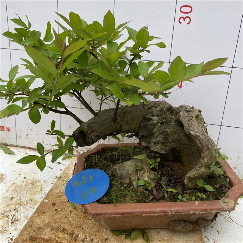 紫薇树桩盆景百日红花卉金紫薇姬紫薇紫色花紫薇老桩盆栽阳台植物