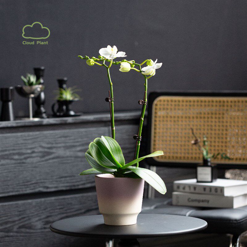 白云植物白色蝴蝶兰盆栽办公室内花卉植物四季好养花期长送礼礼品