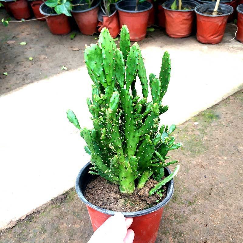 仙人掌多肉植物白毛掌黄毛掌千佛手千手观音室内室外绿植盆栽花卉,鲜花速递/花卉仿真/绿植园艺,多肉植物,淘宝优惠券,粉丝福利购,淘宝优惠卷