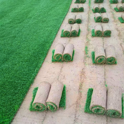 草皮真草坪庭院绿化四季青马尼拉果岭草别墅花园剪股颖带泥土草皮