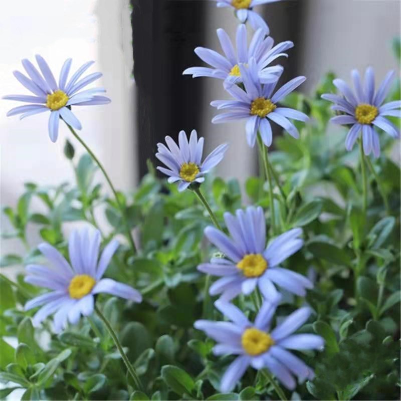 蓝玛盆栽蓝色玛格丽特庭院阳台多年生耐寒植物花卉雏菊费利菊包邮