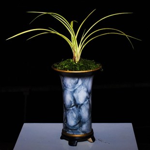 中透艺兰草花木兰兰花盆栽植物名贵建兰高档兰花苗带花苞大众国兰